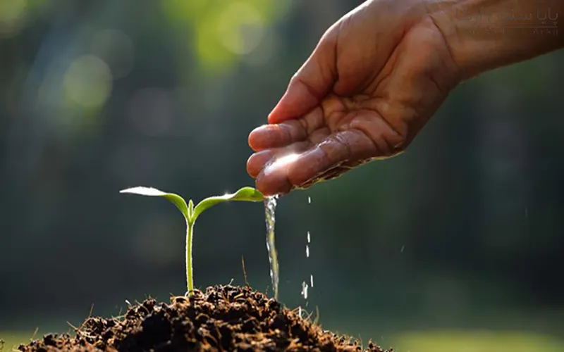 چگونه روش کشت مناسب را انتخاب کنیم؟