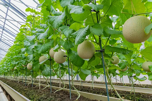 گیاهان مناسب برای کاشت در گلخانه نت هاوس